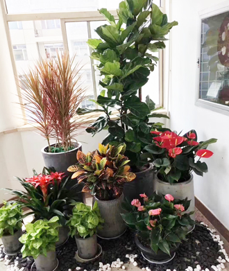 �����̻�ֲ������